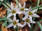 Amana (Tulipa) edulis 202503129 0004