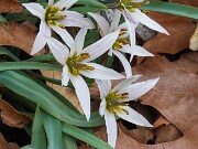 Amana (Tulipa) edulis 202503129 0010