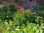 Paeonia arietina 20250424 0001