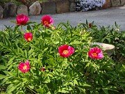 Paeonia arietina 20250424 0003