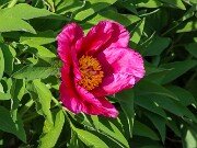 Paeonia arietina 20250424 0004