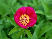Paeonia arietina 20250426 0002