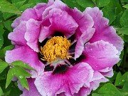 Paeonia ex rockii 20250426 0002