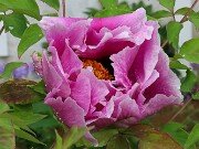 Paeonia ex rockii 20250426 0003