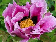 Paeonia ex rockii 20250426 0004