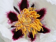 Paeonia ex rockii 20250426 0005