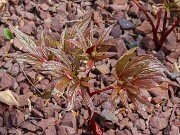 Paeonia mairei 202503122 0002