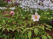 Paeonia mairei 20250404 0001