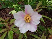 Paeonia mairei 20250404 0003