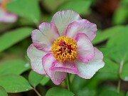Paeonia mlokosewitchii seedling 20250426 0001