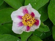 Paeonia mlokosewitchii seedling 20250426 0002