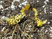 Lilium canadense 20251030 0003