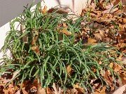 Sternbergia lutea 20251124 0002