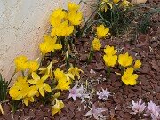 Sternbergia lutea Kalathenes 20251007 0002