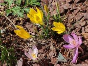 Sternbergia sicula 20250907 0003