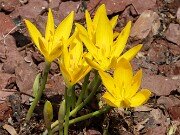 Sternbergia sicula 20250907 0006