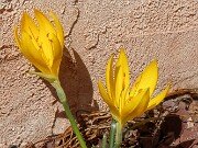 Sternbergia sicula 20250907 0008