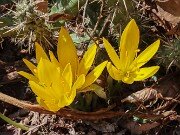 Sternbergia sicula 20250907 0009