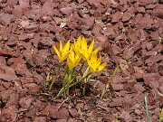 Sternbergia sicula 20250907 0010