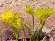 Sternbergia sicula Hans 20251007 0002