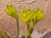 Sternbergia sicula Hans 20251007 0003