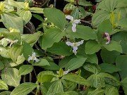 Trillium aff. catesbaei 20250427 0001
