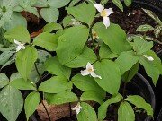 Trillium aff. catesbaei Erect Form 20250404 0001
