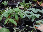 Trillium aff. catesbaei Erect Form 20250404 0002