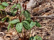 Trillium aff. cuneatum ex Elbert Co. Ga. 20250416 0002