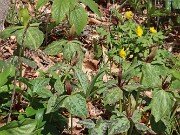 Trillium aff. cuneatum ex Franklin Co. Tn. 20250416 0002
