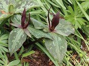 Trillium aff. cuneatum ex Stephens Co. Ga. 202504160003