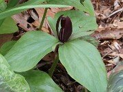 Trillium aff. cuneatum ex Stephens Co. Ga. 202504160004