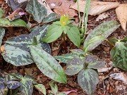 Trillium aff. cuneatum ex Stephens Co. Ga. 202504160006