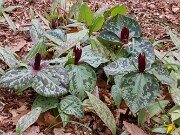 Trillium aff. cuneatum ex Stephens Co. Ga. 202504160009