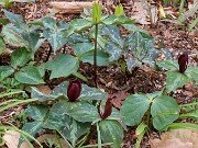 Trillium aff. cuneatum ex Stephens Co. Ga. 202504160011