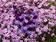 Viola pedata 20250416 0004