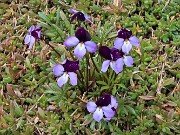 Viola pedata 20250416 0006