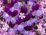 Viola pedata 20250416 0007