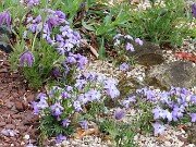 Viola pedata 20250416 0008