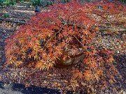 Acer Edgewood 20251102 0002