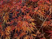 Acer Edgewood 20251102 0004