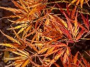 Acer Edgewood 20251102 0006