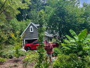 Liquidambar styraciflua Slender Silhouette 20250707 0001