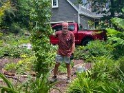 Liquidambar styraciflua Slender Silhouette 20250707 0002