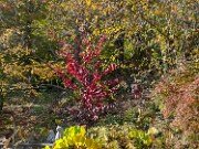 Parrotia subequalis 20251026 0001