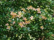 Rhododendron No ID 20250629 0003