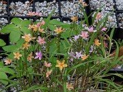 Claytonia virginica f. lutea hybrids 20250404 0003