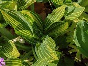 Convallaria Cv. 20250427 0003