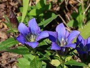 Gentiana sp. 20250909 0001