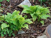 Hosta rectifolia Mito-no-hana 202504270002